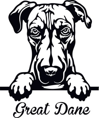 Büyük Danimarkalı röntgenci köpek. Kafası beyazların üzerinde izole edilmiş.