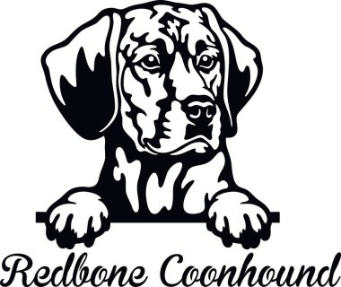 Redbone Coonhound Peeking Dog - head isolated on white clipart