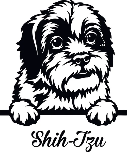 Shih-Tzu Peeking Dog - głowa odizolowana na białym — Wektor stockowy