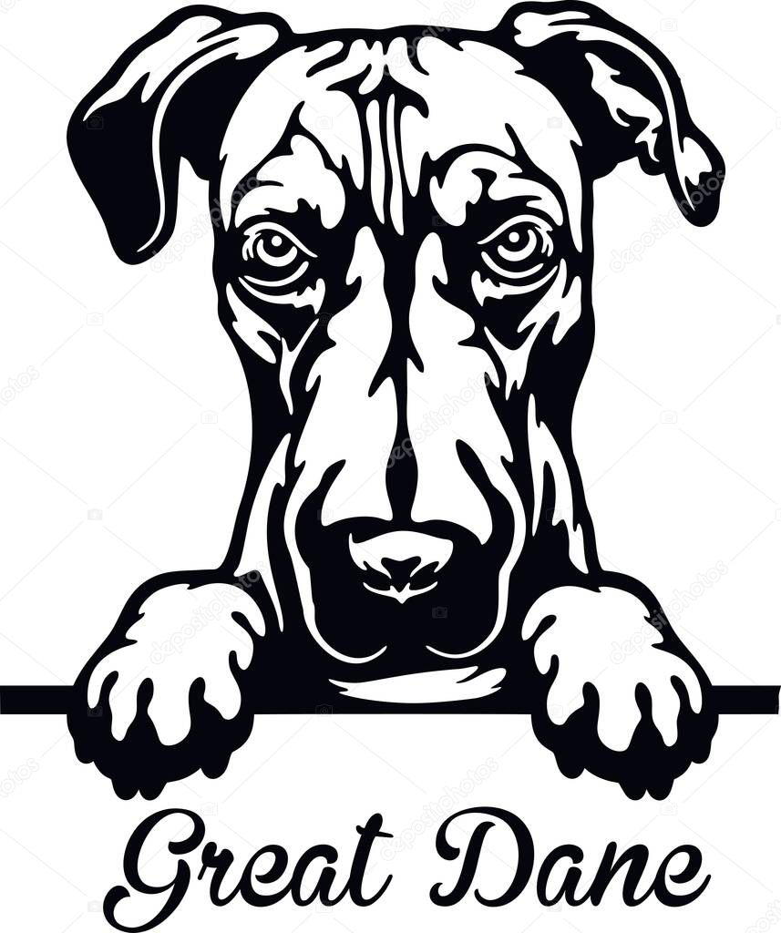 Great Dane Peeking Dog - head isolated on white