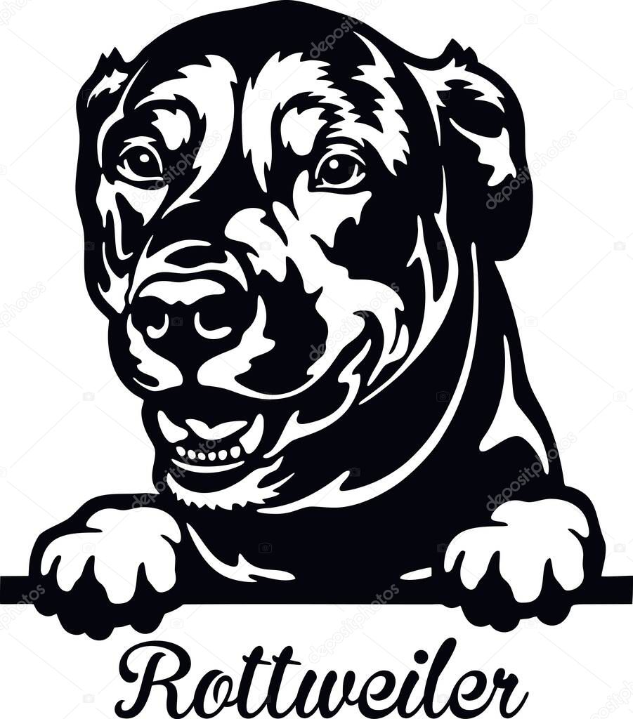 Rottweiler Peeking Dog - head isolated on white - vector stock