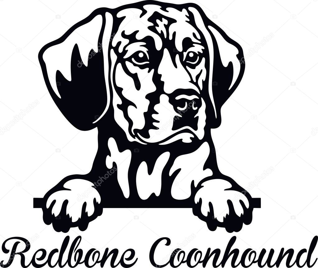 Redbone Coonhound Peeking Dog - head isolated on white