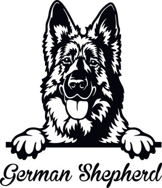 Alman Çoban Köpeği - kafası beyaz üzerine izole edilmiş