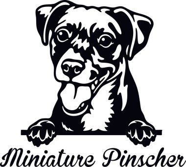 Minyatür Pinscher dikizci köpek kafası beyazın üzerinde izole edilmiş.