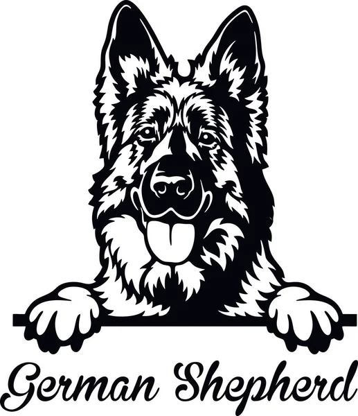 Pastore tedesco Peeking Dog - testa isolata su bianco — Vettoriale Stock