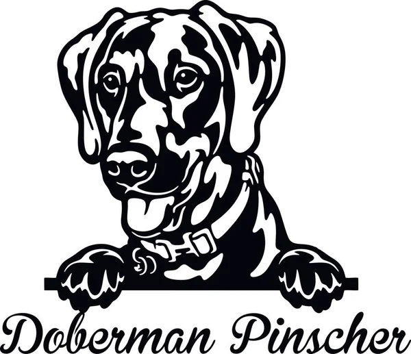 Doberman Pinscher Peeking Dog - hlava izolovaná na bílém — Stockový vektor