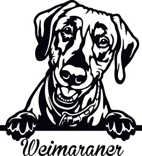 Weimaranerのぞき見犬-白で隔離された頭 — ストックベクタ