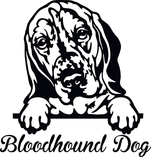 Bloodhound Dog Peeking Dog - kop geïsoleerd op wit — Stockvector