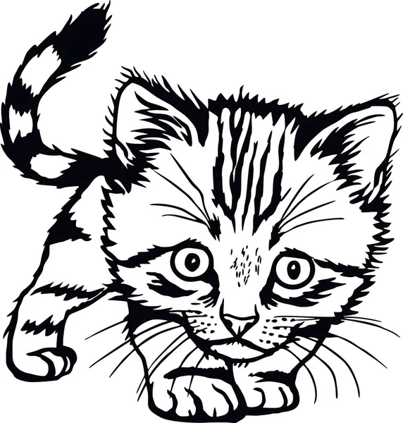 Chat domestique, chaton Peeking - Chaton gai isolé sur fond blanc - bouillon vectoriel — Image vectorielle