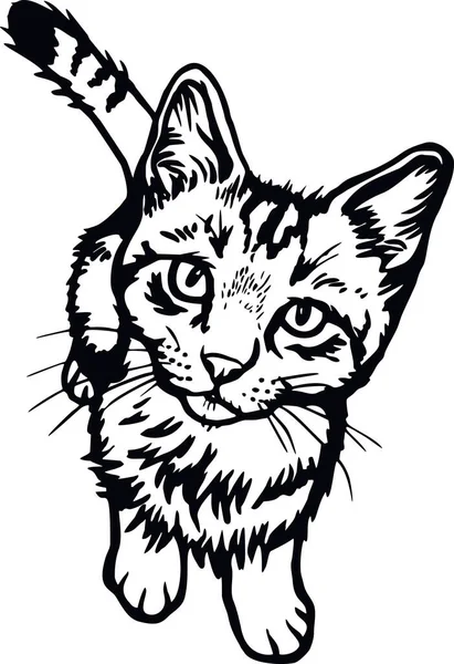 Gato doméstico, Peeking gatito - Gatito alegre aislado en blanco - vector de stock — Vector de stock