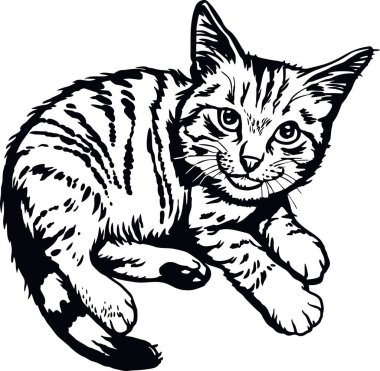 Evcil kedi, dikizci kedi, neşeli kedi, beyazı soyutlamış.