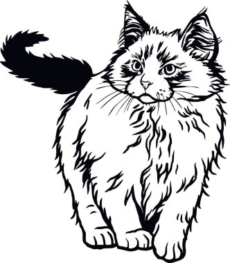 Ragdoll Cat, Peeking Kitty - Neşeli kedi - beyaz - vektör stok izole