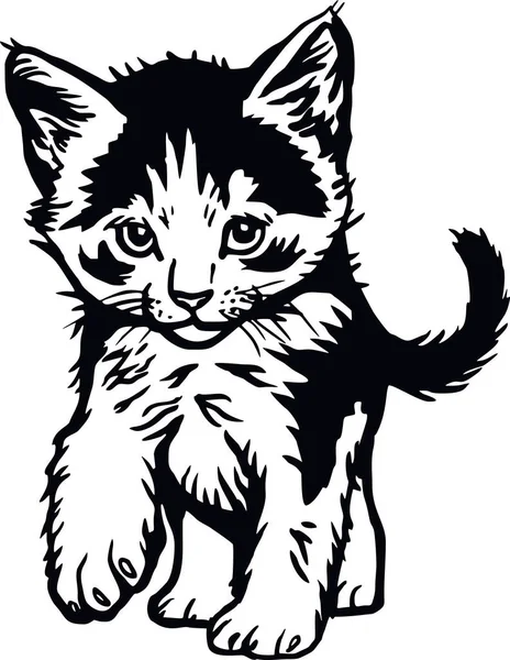 Kot domowy, Kociak podglądający - Wesoły kotek odizolowany na białym - wektor — Wektor stockowy
