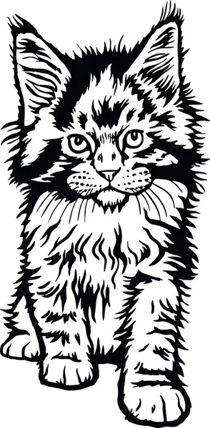 Chat Maine Coon, chaton Peeking - Chaton joyeux isolé sur fond blanc - bouillon vectoriel — Image vectorielle