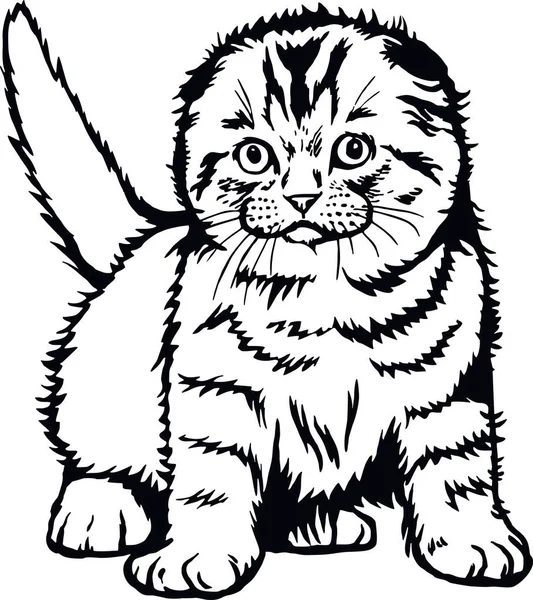 스코티시폴드 송곳니를 가진 고양이 - 흰 벡터 주식에 특이하게 고립된 고양이 — 스톡 벡터