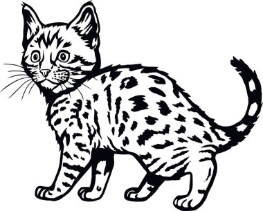 Bengal Kedisi, Cırtlak Kedi Neşeli kedi, beyazı soyutlanmış.