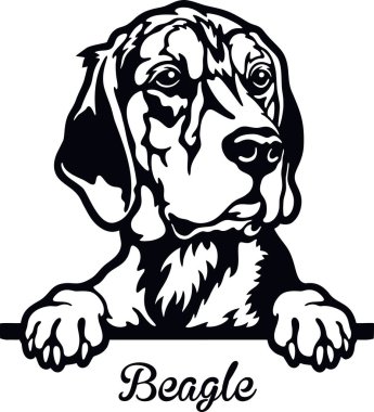 Beagle Peeking Dog - kafası beyazın üzerinde izole.