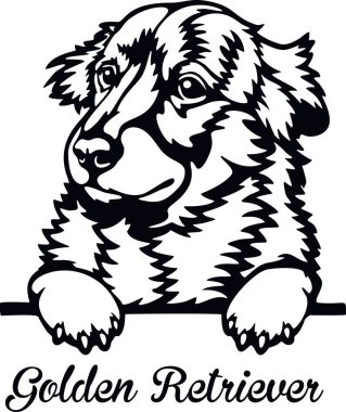 Golden Retriever Röntgenci Köpek - kafası beyaz üzerinde izole