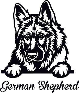 Alman Çoban Köpeği - kafası beyaz üzerine izole edilmiş