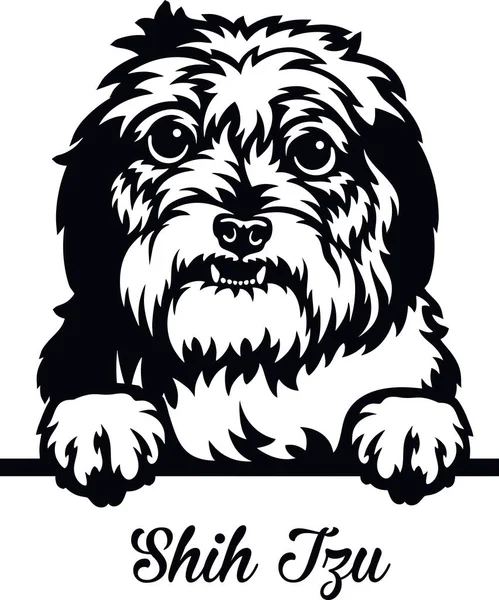 Shih Tzu Peeking Dog - cabeza aislada en blanco — Archivo Imágenes Vectoriales