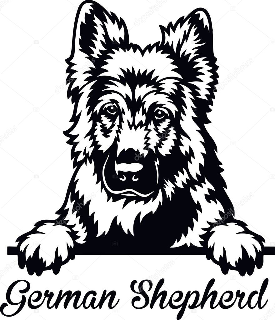 German Shepherd Peeking Dog - head isolated on white - vector stock
