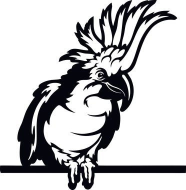 Röntgenci Papağan Corella - komik vahşi hayvan dikizci - yüzü beyaz üzerinde izole.