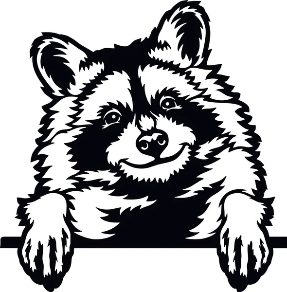 Kika tvättbjörn - Roliga vilda djur kika ut - ansikte huvudet isolerad på vit — Stock vektor