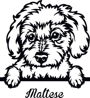 Maltese Röntgenci Köpek - kafası beyaz üzerine izole edilmiş