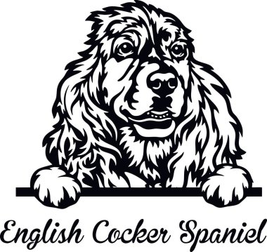 English Cocker Spaniel Peeking Dog - head isolated on white