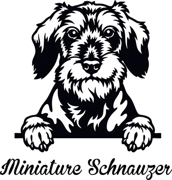 Miniature Schnauzer Peeking Dog - head isolated on white — Vector de stock