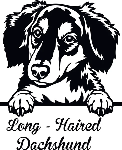 Long-Haired Dachshund Peeking Dog - head isolated on white — Stockový vektor