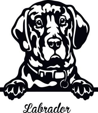 Labrador Peeking Dog - head isolated on white