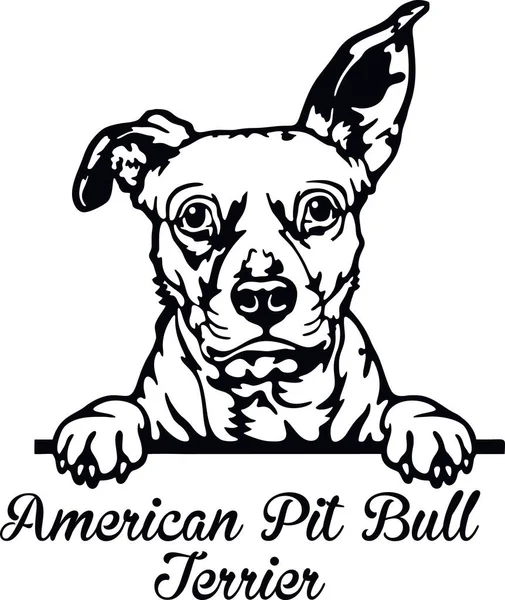 American Pit Bull Terrier Peeking Dog -頭部は白で隔離 — ストックベクタ