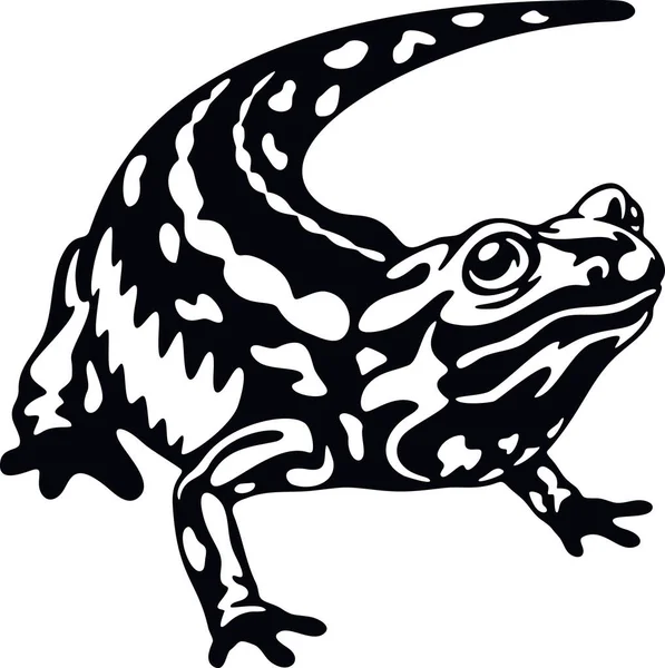 Salamandre - Amphibiens de la nature. Pochoir animalier. Animaux de compagnie et animaux tropicaux. — Image vectorielle