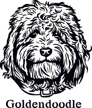 Goldendoodle - Komik Köpek, Vektör Dosyası, Tshirt için Şablonu Kes