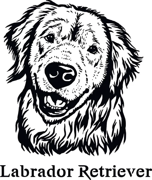 Labrador Retriever - Funny Dog, Plik wektorowy, Cut Stencil for Tshirt — Wektor stockowy