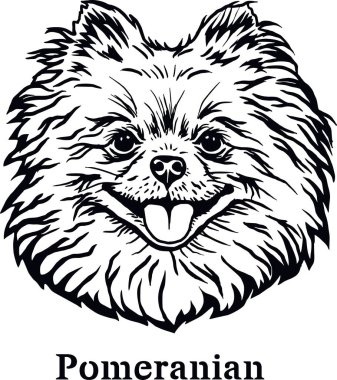 Pomeranian - Komik Köpek, Vektör Dosyası, Tişörtün Şablonunu Kes