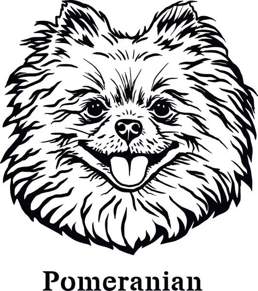 Pomeranian - ตลกสุนัข, ไฟล์เวกเตอร์, ตัดลายฉลุสําหรับเสื้อยืด — ภาพเวกเตอร์สต็อก