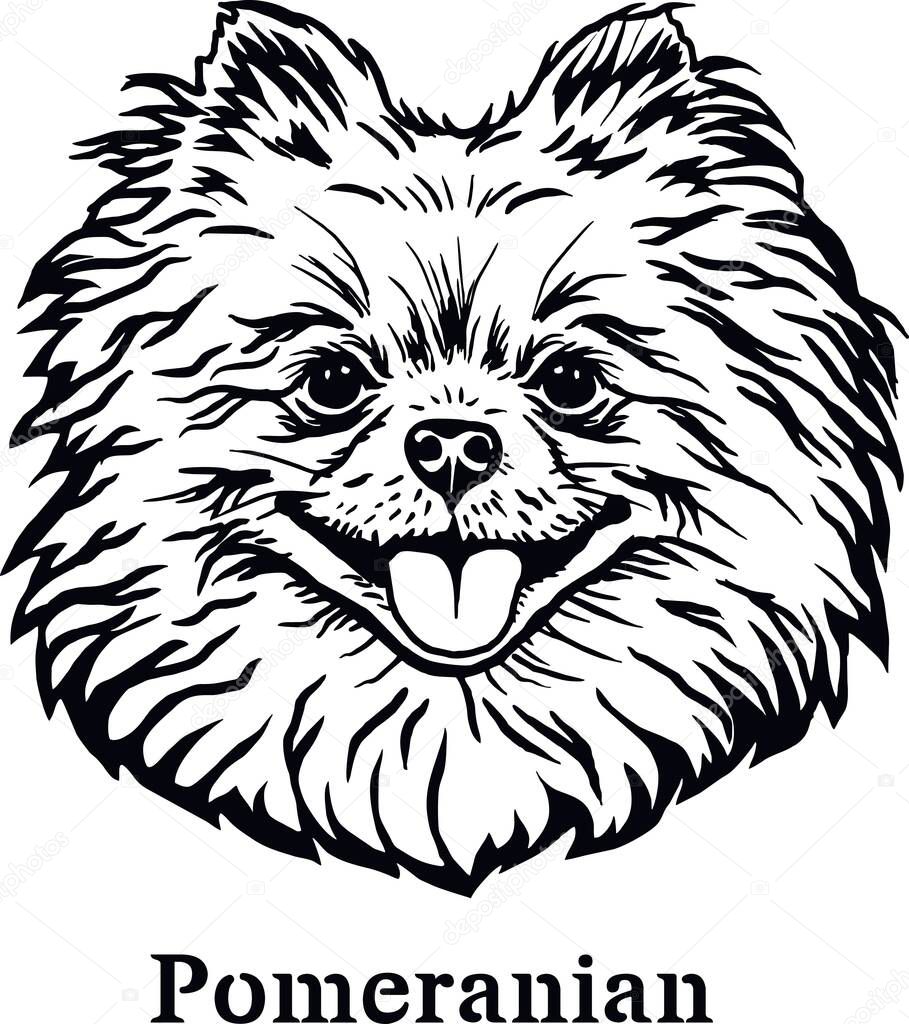 Pomeranian - Funny Dogs Detailed Vector - Pet Vector Portrait, Dog Silhouette Stencil
