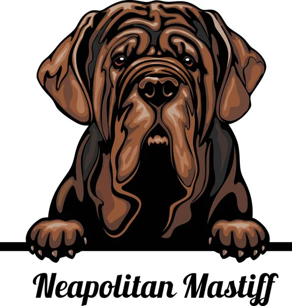 Neapolitan Mastiff - Color Peeking Dogs - порода собак. Кольорове зображення голови собак ізольоване на білому фоні. — стоковий вектор