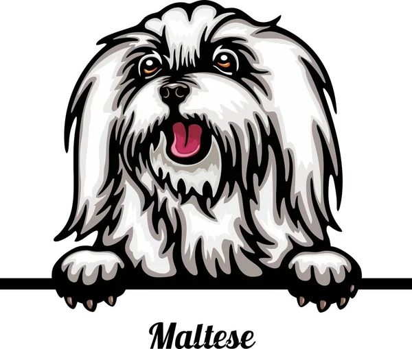 マルタ-カラーピーク犬-犬の品種。白い背景に孤立した犬の頭の色像 — ストックベクタ