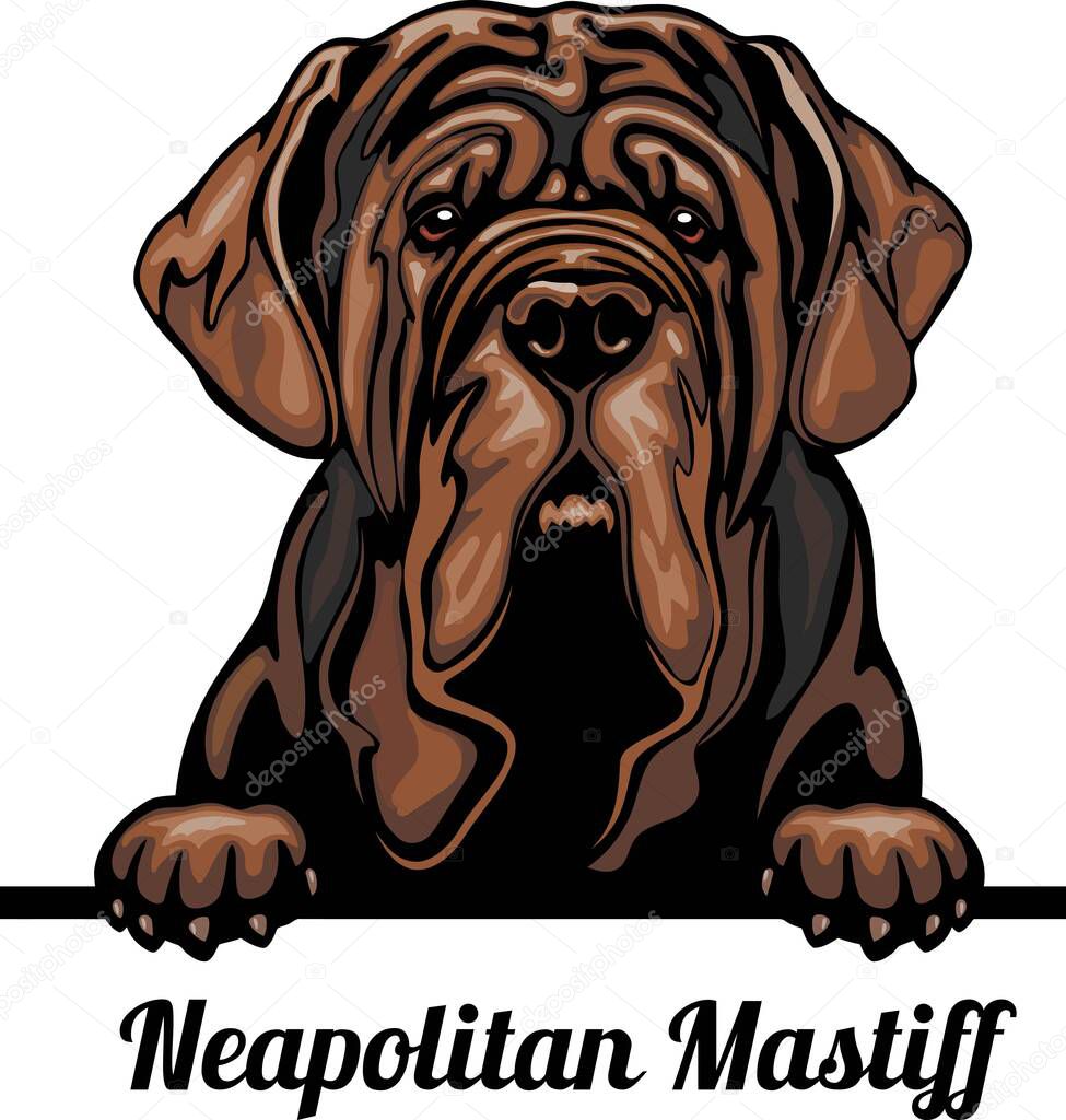 Neapolitan Mastiff - Color Peeking Dogs - dog breed. Color image of a dogs head isolated on a white background