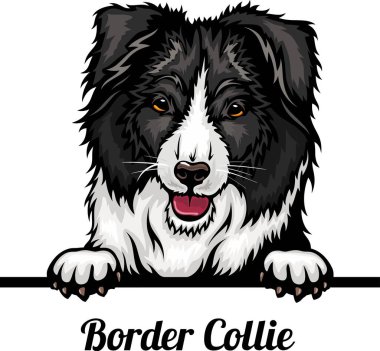 Collie Sınırı - Renkli Dikizci Köpekler - Köpek cinsi. Beyaz bir arkaplanda izole edilmiş bir köpeğin renkli görüntüsü