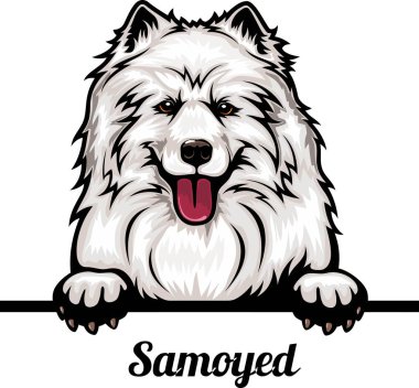 Samoyed - Renkli Dikizci Köpekler - Köpek cinsi. Beyaz bir arkaplanda izole edilmiş bir köpeğin renkli görüntüsü
