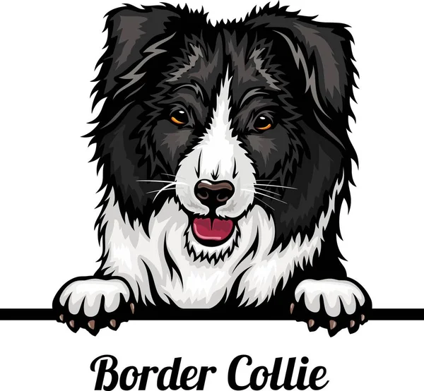 Border Collie - Color Peeking Dogs - razza di cani. Immagine a colori di una testa di cane isolata su uno sfondo bianco — Vettoriale Stock