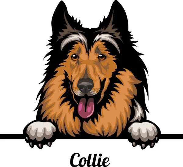 Collie - Color Peeking Dogs - Honden ras. Kleur afbeelding van een hond hoofd geïsoleerd op een witte achtergrond — Stockvector