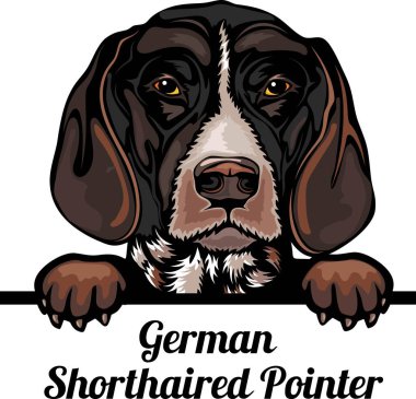 Alman Shorthair Pointer - Renkli Köpekler - köpek cinsi. Beyaz bir arkaplanda izole edilmiş bir köpeğin renkli görüntüsü