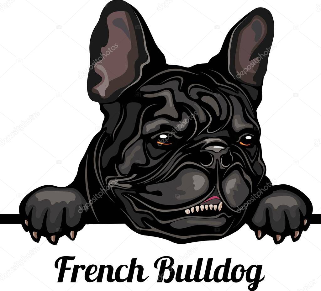 French Bulldog - Color Peeking Dogs - dog breed. Color image of a dogs head isolated on a white background - vector stock