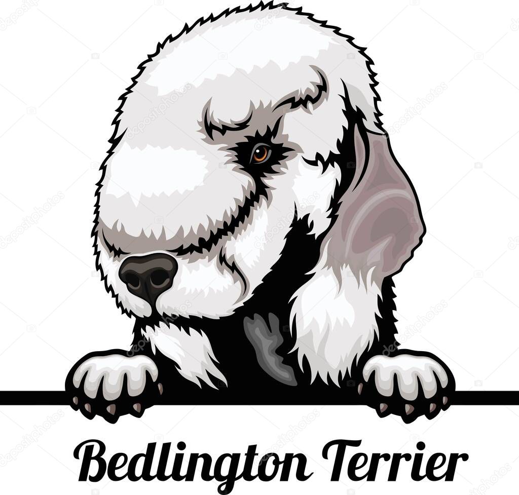 Bedlington Terrier - Color Peeking Dogs - dog breed. Color image of a dogs head isolated on a white background