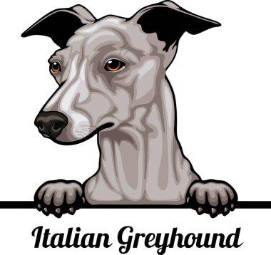İtalyan Greyhound - Renkli Köpekler - Köpek cinsi. Beyaz bir arkaplanda izole edilmiş bir köpeğin renkli görüntüsü - vektör stoku
